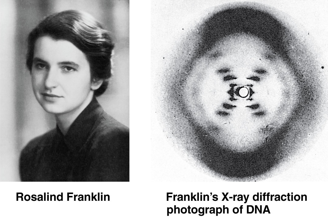 Rosalind Franklin: The dark lady of DNA